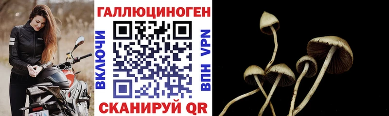 Галлюциногенные грибы Cubensis  даркнет телеграм  Морозовск  где продают   мега сайт 